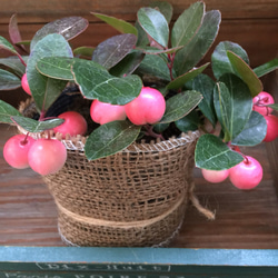 今回限り♡希少でレア♡ホワイトベリー♡可愛い実♡ガーデニング♡観葉植物 5枚目の画像