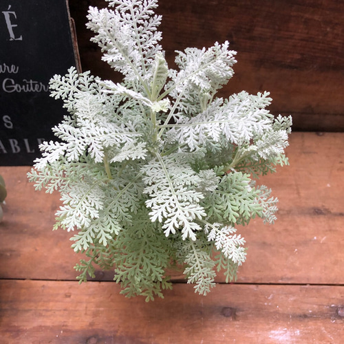 シルバーりーふ 特集 シルバーリーフ（Silver Leaf） | かぎけん花図鑑