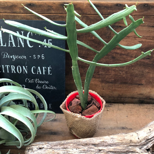 3個のみ♡ユニークな♡キシロフィロイデス♡ユーフォルビア♡多肉植物