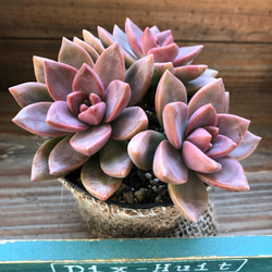 希少♡紅葉♡カリフォルニアサンセット♡多肉植物♡ガーデニング
