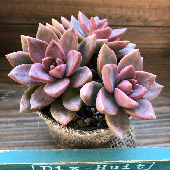 希少♡紅葉♡カリフォルニアサンセット♡多肉植物♡ガーデニング 希少♡紅葉♡カリフォルニアサンセット♡多肉植物♡ガーデニング