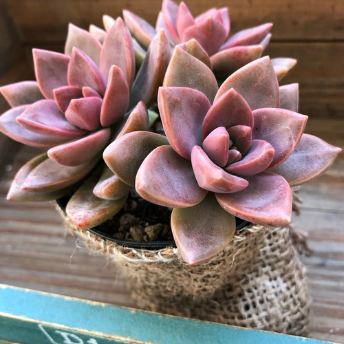 希少♡紅葉♡カリフォルニアサンセット♡多肉植物♡ガーデニング 希少♡紅葉♡カリフォルニアサンセット♡多肉植物♡ガーデニング