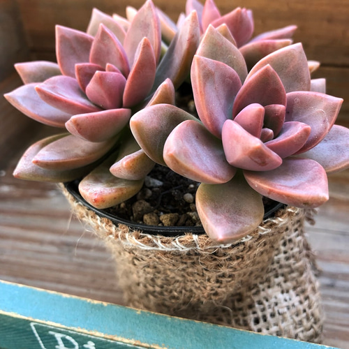 希少♡紅葉♡カリフォルニアサンセット♡多肉植物♡ガーデニング