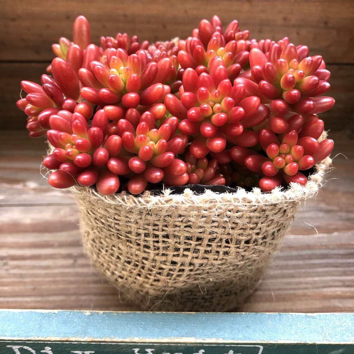 多肉植物 モリモリ虹の玉♡安心のポットごと！赤ちゃんもいっぱい♡ 紅葉♡虹の玉♡モリモリ♡多肉植物♡ガーデニング♡インテリア