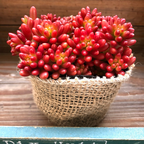 紅葉♡虹の玉♡モリモリ♡多肉植物♡ガーデニング♡インテリア アート