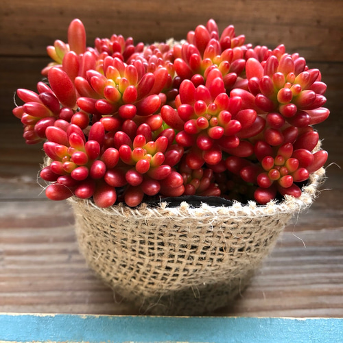 多肉植物 モリモリ虹の玉♡安心のポットごと！赤ちゃんもいっぱい♡ 多肉植物【虹の玉】セダム ポットごと or 抜き苗 6㎝ポット