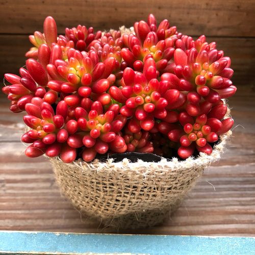 紅葉♡虹の玉♡モリモリ♡多肉植物♡ガーデニング♡インテリア アート