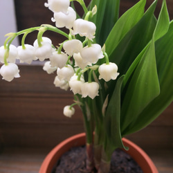 即完売♡幸せになる花♡スズラン♡観葉植物♡ガーデニング♡インテリア 2枚目の画像