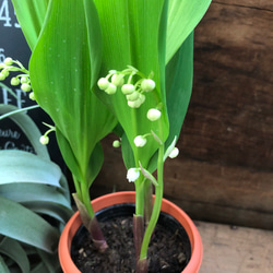 即完売♡幸せになる花♡スズラン♡観葉植物♡ガーデニング♡インテリア 5枚目の画像