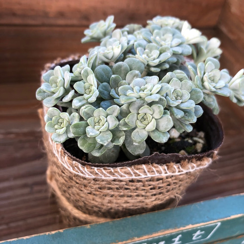 大人気♡白雪ミセバヤ♡多肉植物♡セダム♡ガーデニング♡モコモコ