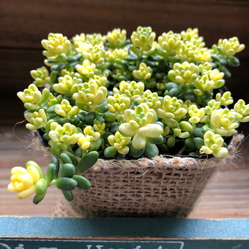 大人気♡希少♡斑入りタイトゴメ♡セダム♡多肉植物♡ガーデニング 