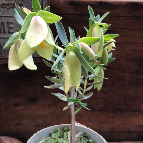 希少♡珍品種♡ベル型の花♡ピメレア ピソディス♡観葉植物♡ガーデニング 1枚目の画像