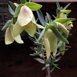 希少♡珍品種♡ベル型の花♡ピメレア ピソディス♡観葉植物♡ガーデニング 4枚目の画像
