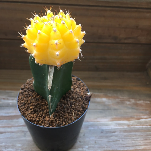 サボテン 緋牡丹錦 接木 4鉢セット❗ 特価❗ ②