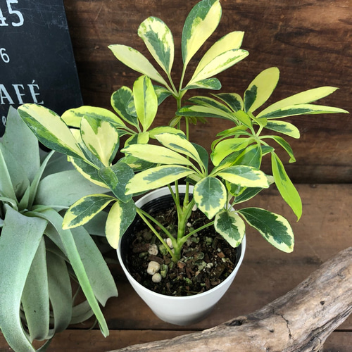 斑入り♡丈夫で育てやすい♡ホンコンカポック♡ガーデニング♡観葉植物 