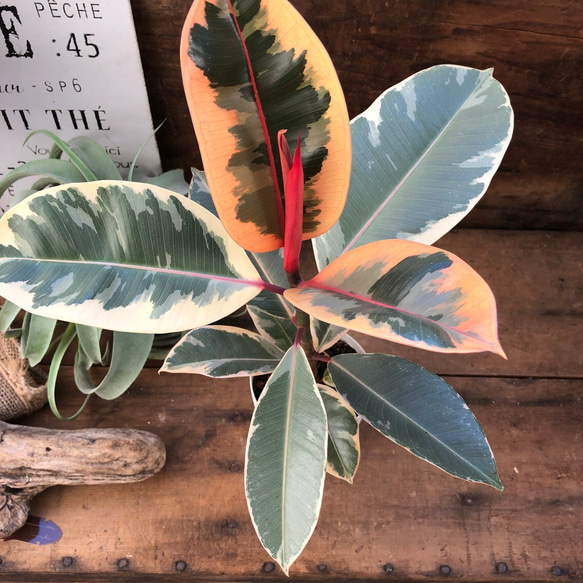 迷彩柄♡希少♡ベリーズ♡赤葉の斑入り♡フィカス♡インテリア♡ 人