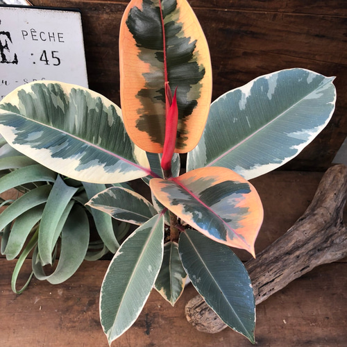 希少 人気4色の迷彩柄観葉植物(❁ᴗ͈ˬᴗ͈)ラブリーハート７８cm 希少 人気4色の迷彩柄観葉植物(❁ᴗ͈ˬᴗ͈)ラブリーハート78cm 希少 人気