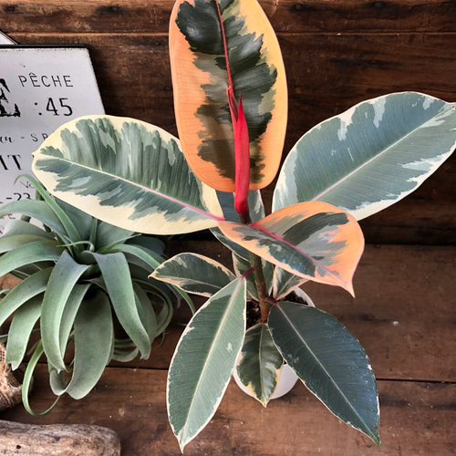 迷彩柄♡希少♡ベリーズ♡赤葉の斑入り♡フィカス♡インテリア♡ 人