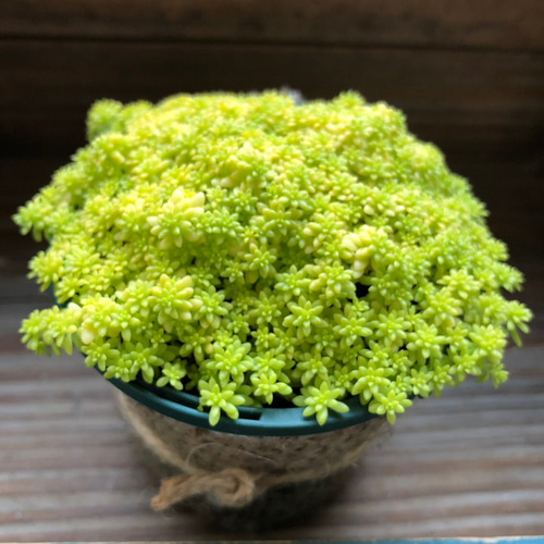 セダム　細葉万年草 セダム・黄金細葉マンネングサ2個～【多肉植物 2.5～3号ポット苗