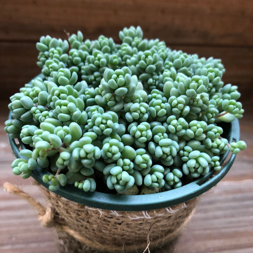 3個のみ♡パープルヘイズ♡セダム♡多肉植物♡モコモコ♡ダシフィルム