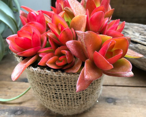 多肉植物 モリモリ虹の玉♡安心のポットごと！赤ちゃんもいっぱい♡ 2025.5.23 . 紅葉は少しずつ覚めてきてるけど元気モリモリな多肉