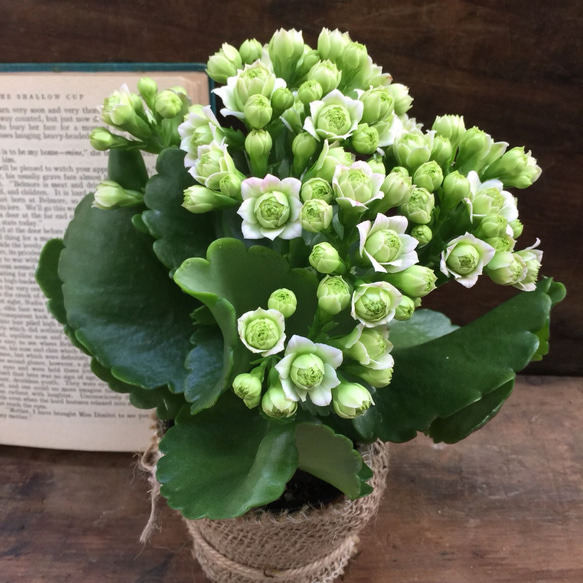 3個のみ♡豪華な多肉植物♡ホワイト♡バラ咲き♡カランコエ♡パリ♡ 5枚目の画像