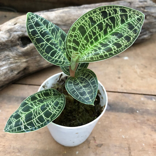 【斑入り】 ① マコデスペトラ 童仙房ナーセリー生産のジュエルオーキッド マコデスペトラ・斑入り