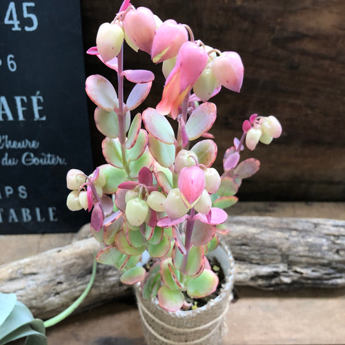 胡蝶の舞♡蕾つき♡多肉植物♡セダム♡カランコエ♡ガーデニング 胡蝶の舞♡蕾つき♡多肉植物♡セダム♡カランコエ♡ガーデニング