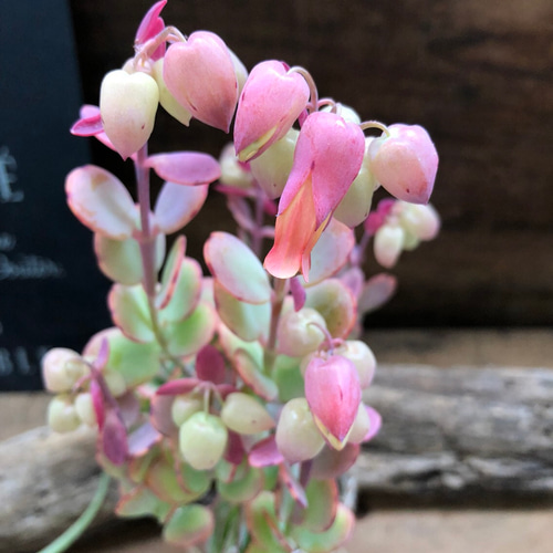 胡蝶の舞♡蕾つき♡多肉植物♡セダム♡カランコエ♡ガーデニング 