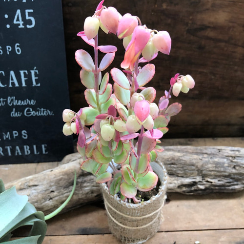 胡蝶の舞♡蕾つき♡多肉植物♡セダム♡カランコエ♡ガーデニング
