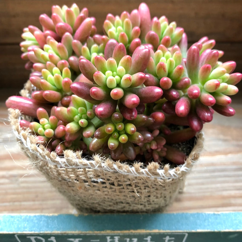 オーロラ♡七色に輝く♡多肉植物♡セダム♡紅葉♡ガーデニング