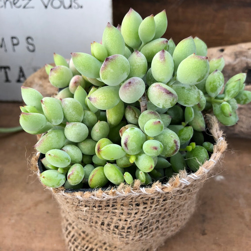 ペンデンス♡モリモリ♡多肉植物♡鉢ごと♡