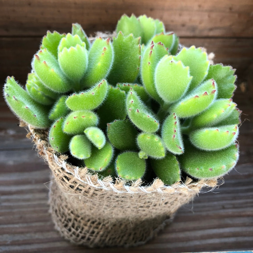 熊童子♡可愛い♡多肉植物♡モリモリ♡ アートフラワー パリジェンヌ