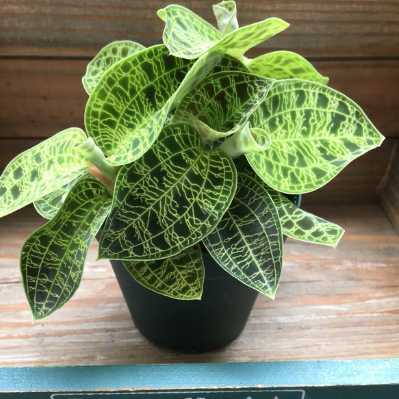 極】斑入り マコデスペトラ 大株 斑入り マコデスペトラ 【公式通販】