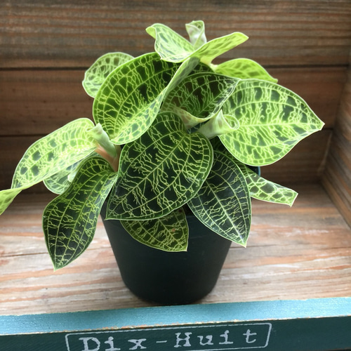 ジュエルオーキッド　マコデスペトラ　プラチナム ジュエルオーキッド マコデスペトラ | GREEN LUCK