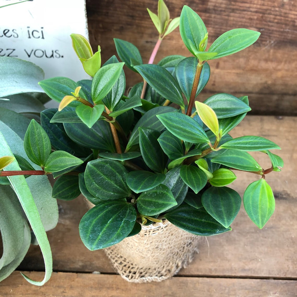 育てやすい♡フォーレット♡観葉植物♡ペペロミア ♡インテリア♡ガーデニング♡ 4枚目の画像