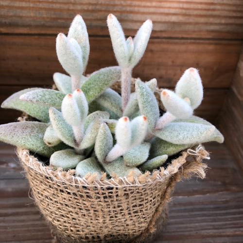 うさぎのきもち♡ふわふわ♡多肉植物♡カランコエ♡インテリア♡多肉