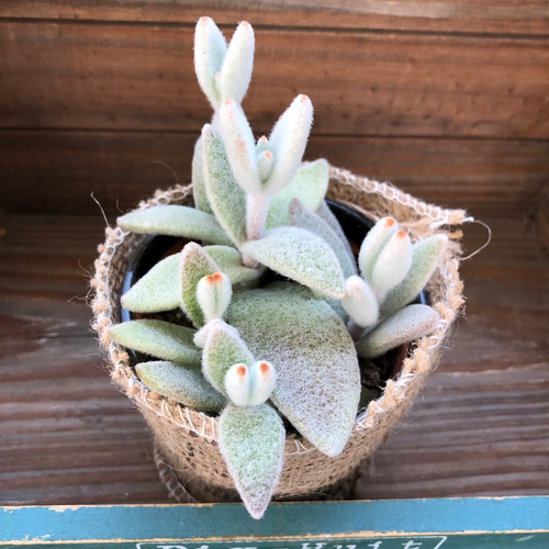 うさぎのきもち♡ふわふわ♡多肉植物♡カランコエ♡インテリア♡多肉