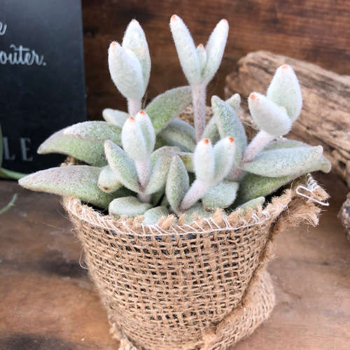 うさぎのきもち♡ふわふわ♡多肉植物♡カランコエ♡インテリア♡多肉