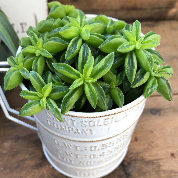 ２点セット♡ニパドラ＋白カップ♡ペペロミア ♡インテリア♡ガーデニング♡観葉植物♡ 5枚目の画像