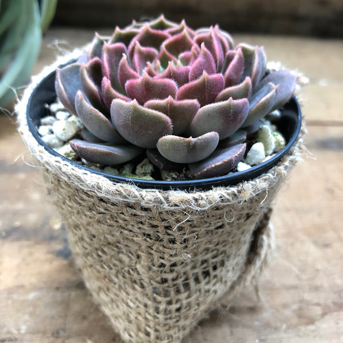 ブラウンローズ♡エケベリア♡美しい♡多肉植物♡インテリア アート