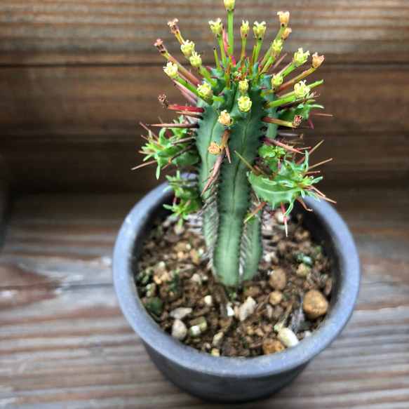 陶器鉢つき♡トゲのある多肉植物♡♡紅彩閣♡おしゃれ♡かっこいいフォルム♡ユーフォルビア♡ 2枚目の画像