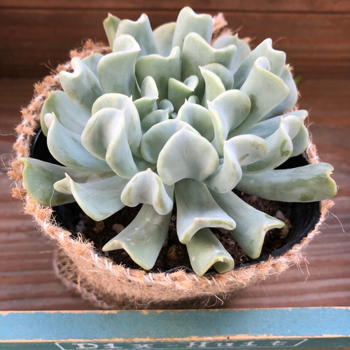 ↘️値下げ❗️多肉植物☆エケベリア「スプレンダー」☆カクトロコさん苗 抜き苗★札つき ↘️値下げ❗️多肉植物☆エケベリア「スプレンダー」☆カクトロコさん