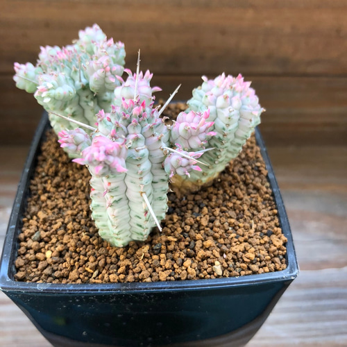 紅葉する♡ピンクのミルクトロン♡ユーフォルビア♡多肉植物