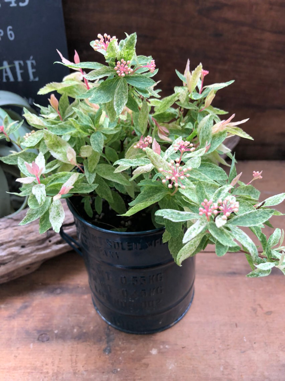 アレンジセット♡桜でまり＋黒カップ♡インテリア♡観葉植物♡ガーデニング♡ 5枚目の画像