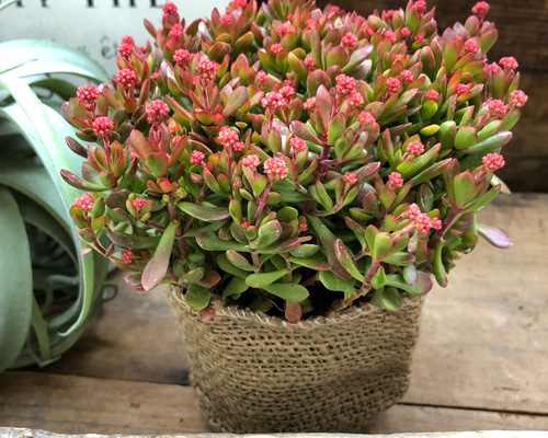 多肉植物 モリモリ虹の玉♡安心のポットごと！赤ちゃんもいっぱい♡ 多肉植物 モリモリ虹の玉♡安心のポットごと！赤ちゃんも