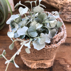 バラの植物画 シルバーフレーム付き バラの植物画 シルバーフレーム付き その他 | BROOMIN／ブルーム