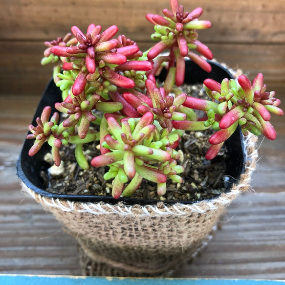 グレーと赤の多肉植物 中型*3 楽天市場】多肉植物 赤（観葉植物｜花・観葉植物）：花