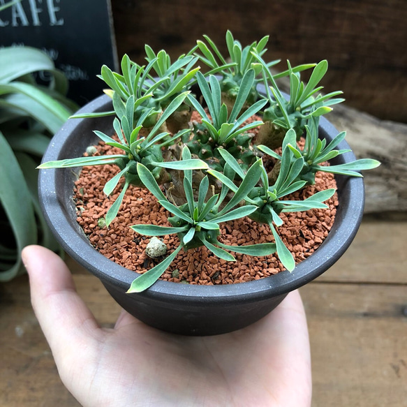 陶器鉢つき♡立派♡ユーフォルビア♡峨眉山♡多肉植物♡インテリア♡おしゃれ 1枚目の画像