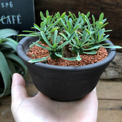 陶器鉢つき♡立派♡ユーフォルビア♡峨眉山♡多肉植物♡インテリア♡おしゃれ 2枚目の画像